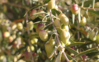 The olive project