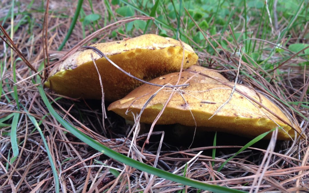 Are we taking the fun out of fungi?